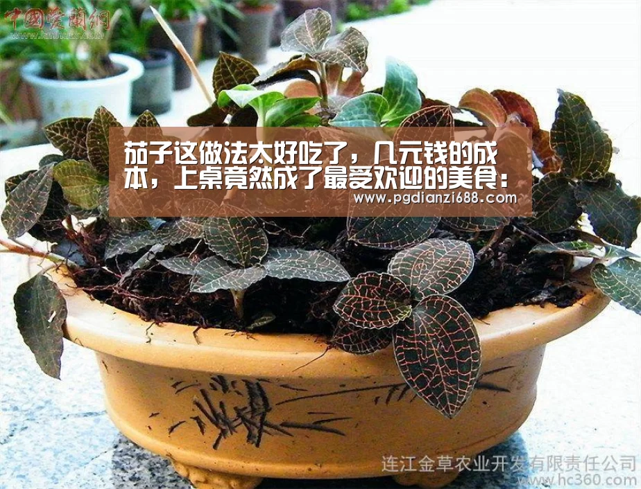 茄子这做法太好吃了,几元钱的成本,上桌竟然成了最受欢迎的美食:PG麻将官网(图2) PG登录入口